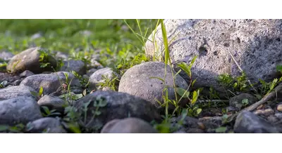 Как мы решили проблему камней на полях - опыт краснодарского хозяйства