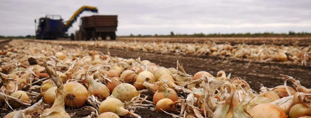 как садят лук на полях