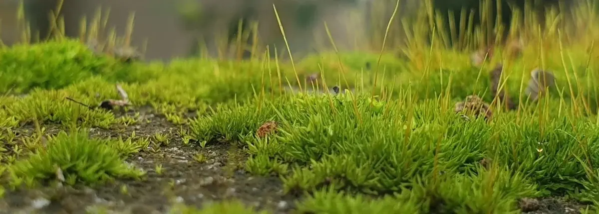 Основное изображение статьи