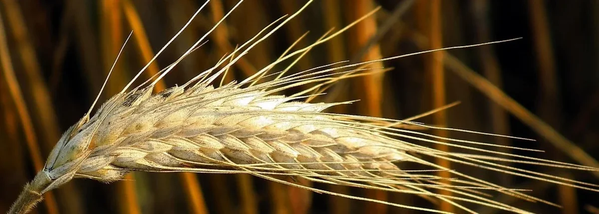 Основное изображение статьи