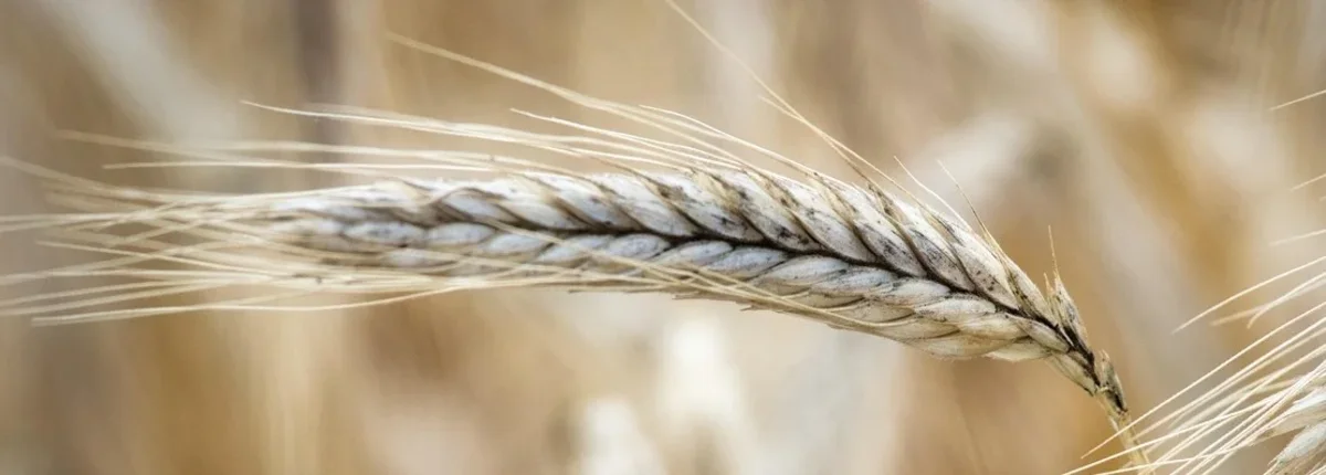 Основное изображение статьи